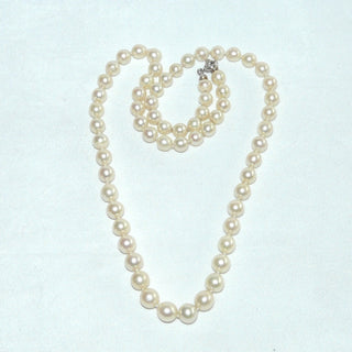 Einzelstück, antike Vintage-Akoja-Perlenkette in zartem champagner, leichter Verlauf, geknotet, rund, sehr schöner Glanz, Gesamtlänge 53 cm, von 6,7 mm auf Mittelperle 8,1 mm Durchmesser, Verschluß Silber, um 1960 -	Nur erhältlich im Onlineshop von Juwelier & Goldschmiede Danilo!