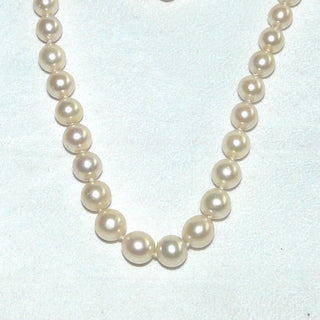 Einzelstück, antike Vintage-Akoja-Perlenkette in zartem champagner, leichter Verlauf, geknotet, rund, sehr schöner Glanz, Gesamtlänge 53 cm, von 6,7 mm auf Mittelperle 8,1 mm Durchmesser, Verschluß Silber, um 1960 -	Nur erhältlich im Onlineshop von Juwelier & Goldschmiede Danilo!